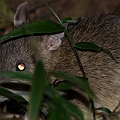 Long-nosed Bandicoot<br />Canon EOS 7D + EF300 F2.8L III  + SPEEDLITE 580EXII